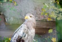 Adler als Huhn