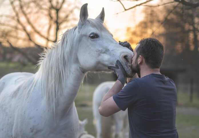 Beziehung zwischen Pferd und Mensch
