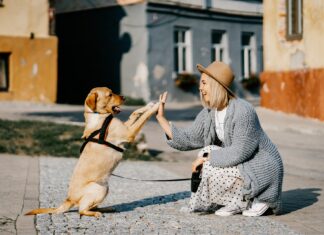 junge Frau hat eine wundervolle Beziehung zu ihrem Hund
