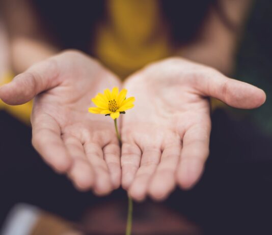 offene Hände mit Blume