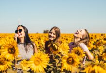 3 glückliche junge Frauen stehen in einem Sonnenblumenfeld und lachen